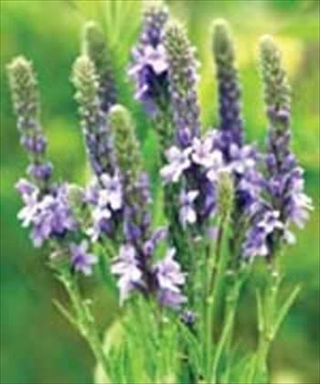 خواص درمانی شاه پسند وحشی